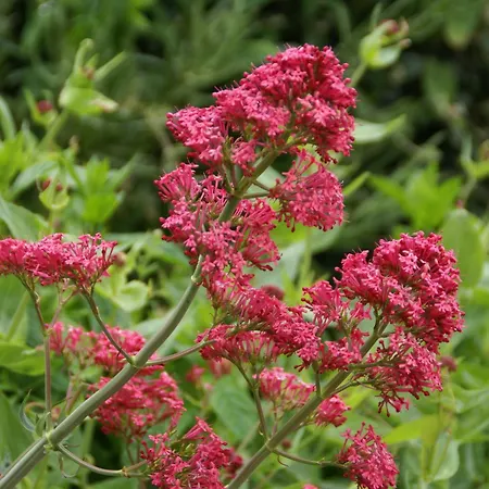 Saint-beauzire Near Pauillac Castle *