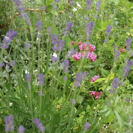 Saint-beauzire Near Pauillac Castle Semesterbostad Saint-Beauzire (Haute-Loire)